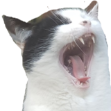 cat_scream