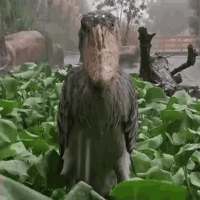 evilshoebill evilshoebill