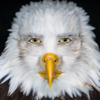 theLeftHasGoneInsane